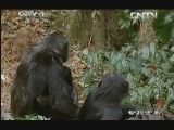 动物世界 《动物世界》 20130926 王子历险记