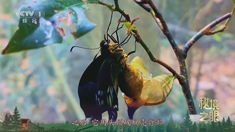 秘境之眼 《秘境之眼》 金斑喙凤蝶 20250408
