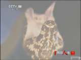 科技人生 病毒免疫之王 科技人生 2011年第三期