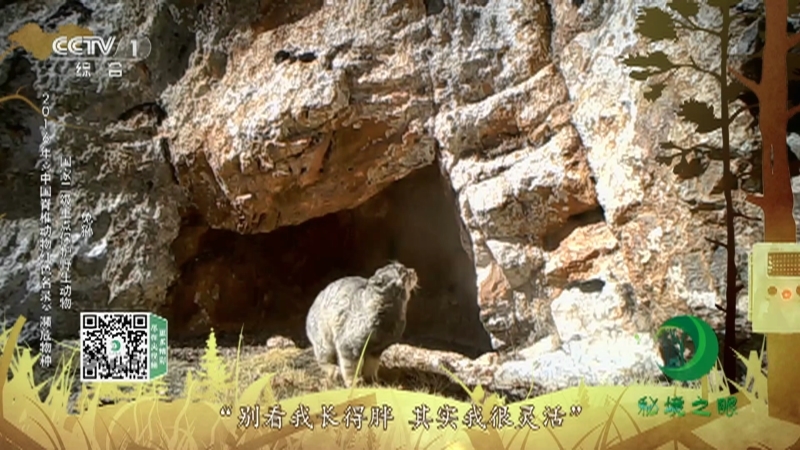 《秘境之眼》 赤狐/兔狲/棕熊/狼/豹 20210228