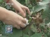 我爱发明 《我爱发明》 20141115 棉花朵朵开