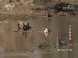 动物世界 《动物世界》 20170826 动物秘闻录（四）