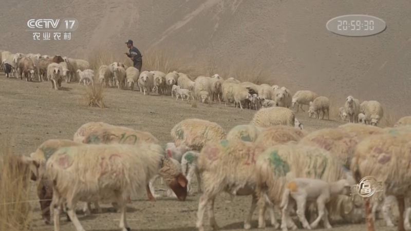 《致富经》 20230512 昆仑山上的牧羊人