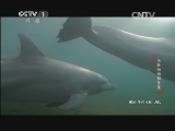 动物世界 《动物世界》 20140717 海豚妈妈和宝宝