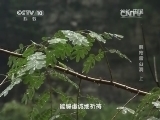 地理中国 《地理中国》 20140730 解密雷公洞（上）