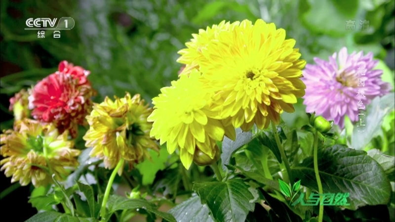 人与自然 《人与自然》 20201219 花园秋色（上）