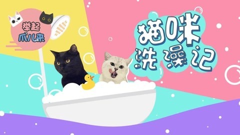 举起爪儿来 萌化了！猫咪洗澡还这么可爱