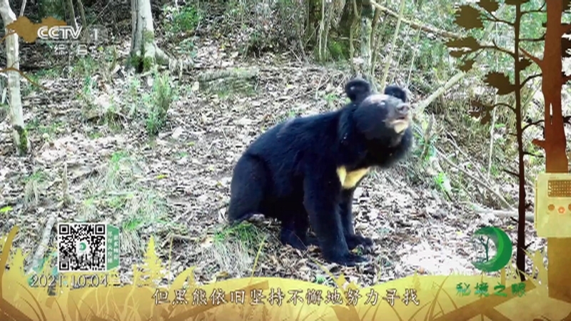 秘境之眼 《秘境之眼》 黑熊 20220313