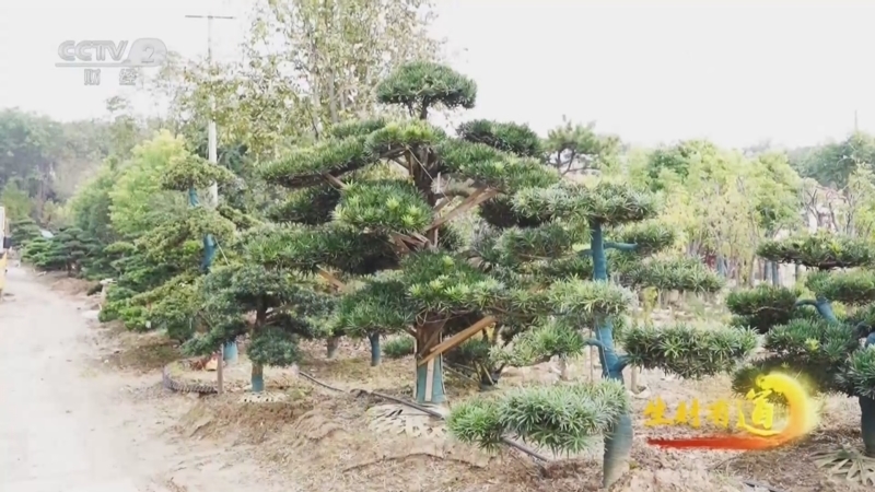 生财有道 《生财有道》 20251114 花木之乡新赛道