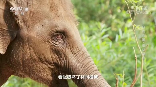 地理中国 《地理·中国》 20200324 自然胜景·雨林探秘 2