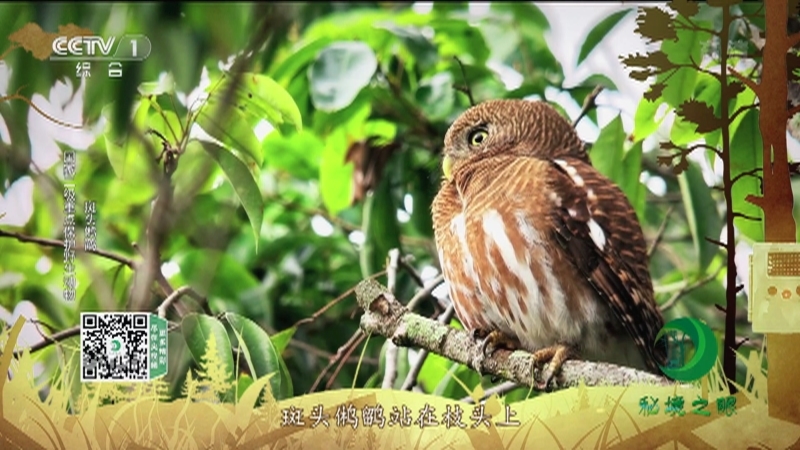 秘境之眼 《秘境之眼》 海南长臂猿/巨松鼠/斑头鸺鹠 20221120