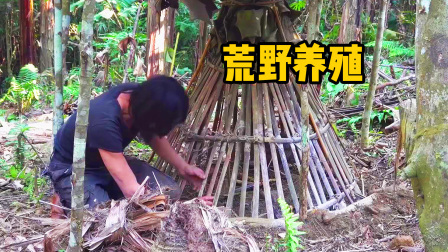 原始丛林人苏门答腊 第二季 野外生存，养殖的鸡接二连三死去，这次铺上树叶