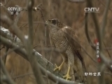 动物世界 《动物世界》 20160706 追风游侠