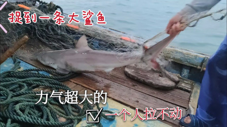 彪哥捕到一条大鲨鱼，力气好大一个人拉不动，最后决定放生了
