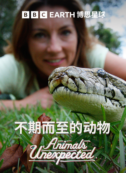 不期而至的动物（Animals Unexpected） 海报