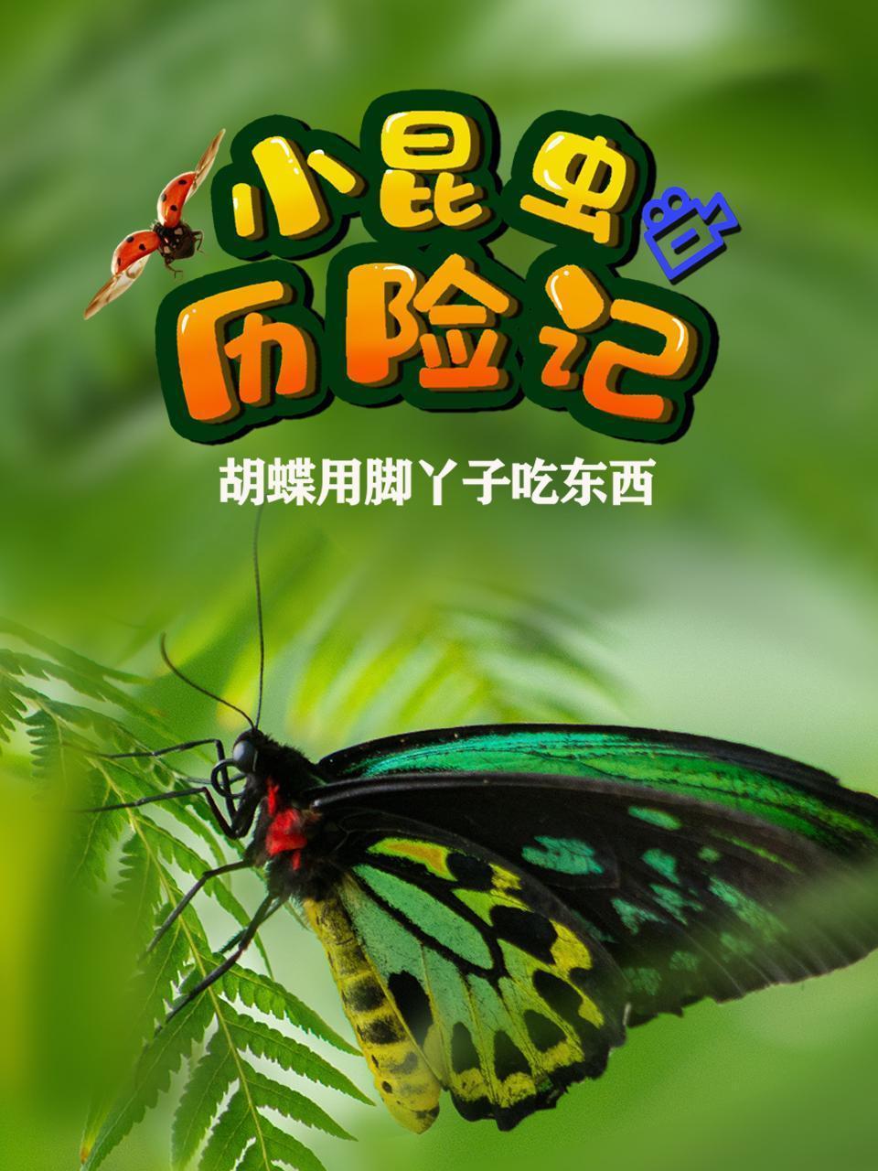 小昆虫历险记，蝴蝶用脚丫子吃东西