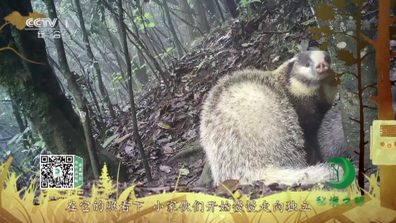 《秘境之眼》 猪獾 20210120