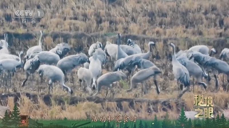 《秘境之眼》 灰鹤 20251228