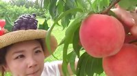 小梦帮倒忙Z 日本水果自助 随便采随便吃 无限制