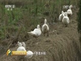 中国财经报道 《中国财经报道》 20161217 产业下乡记：中药材里的新商机