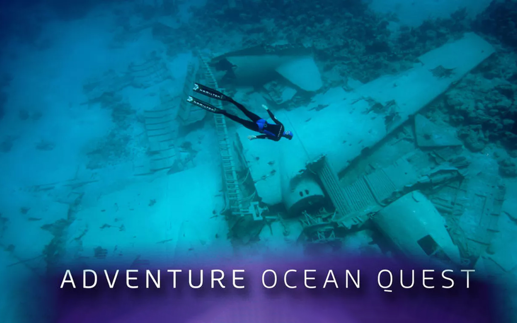 瓜达鲁普的大白鲨