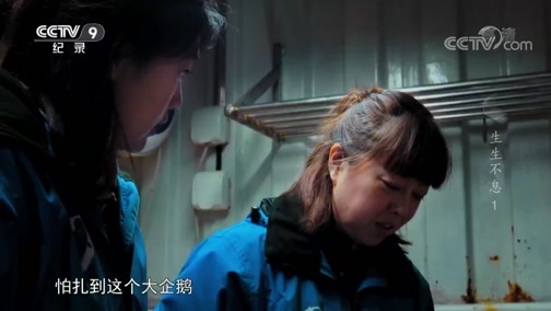 《真相》 20190121 生生不息 第一集 企鹅宝宝诞生记