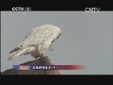 人与自然 《人与自然》 20131231 自然故事 北极的捕食者（下）