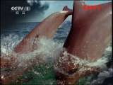 人与自然 《人与自然》 20111020 自然发现——与猛兽同行——超级猛兽