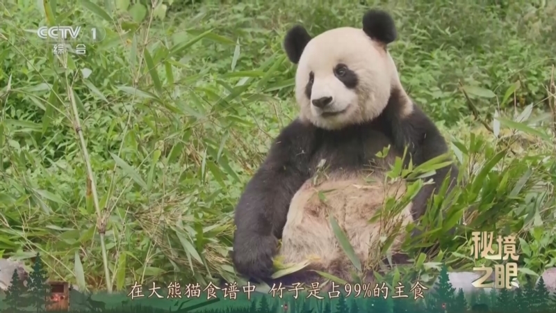 秘境之眼 《秘境之眼》 大熊猫 20250607
