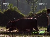 人与自然 《人与自然》 20150317 自然启示：哺乳动物——采食绝技（下）