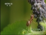 人与自然 《人与自然》 20130610 自然发现 相互依存的昆虫世界（上）