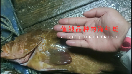 南澳岛赶海日记 在外海捕鱼的第四天，终于上了超级值钱大货，而且是又大又肥