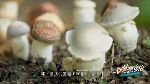 与梦想合拍 林下生金