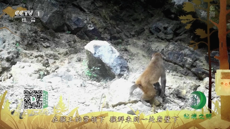 秘境之眼 《秘境之眼》 猕猴 20220504