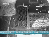 我爱发明 《我爱发明》 20170908 鼠患终结者