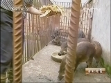 生财有道 《生财有道》 20130725 与动物亲密接触——家养野猪