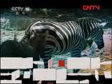 斑马妈妈的怪宝宝 [走近科学] 20110817