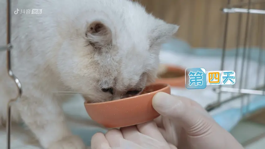 《宠物医生第二季》第3期