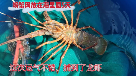 南澳岛赶海日记 彪哥去收放在海里面5天的螃蟹网，运气还不错，有龙虾跟几个椰子螺