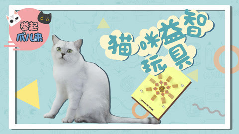 举起爪儿来 铲屎的！快给猫主子做这个玩具