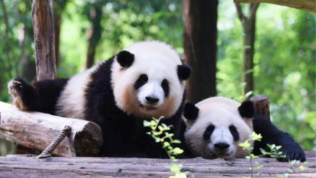 “弟弟”变“妹妹”了哟！成都大熊猫基地公布“和叶”为雌性