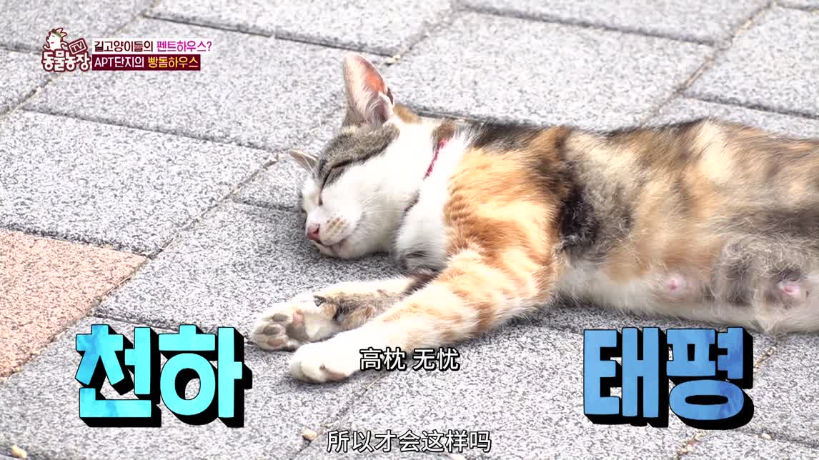 猫咪公寓