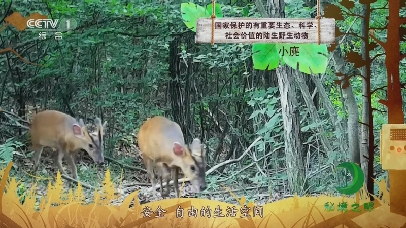 秘境之眼 《秘境之眼》 小麂 20230913