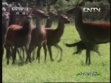 人与自然 《人与自然》 20130619 自然发现 犬科动物