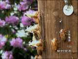动物世界 动物世界 2010年 第118期