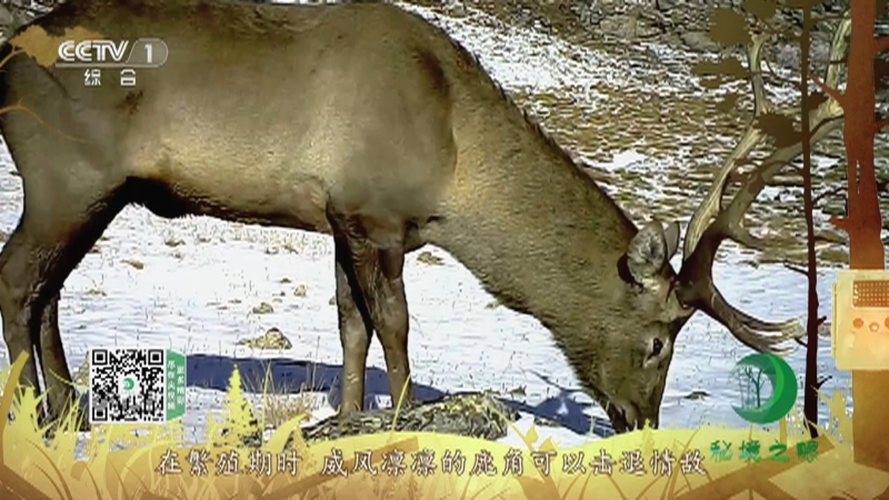 秘境之眼 《秘境之眼》 四川马鹿 20220214