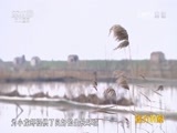 远方的家 《远方的家》 20160811 特别节目——麻辣的诱惑