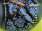 自然传奇 《自然传奇》 20171206 动物佼佼者