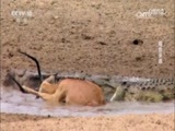 自然传奇 《自然传奇》 20170502 鳄鱼来袭