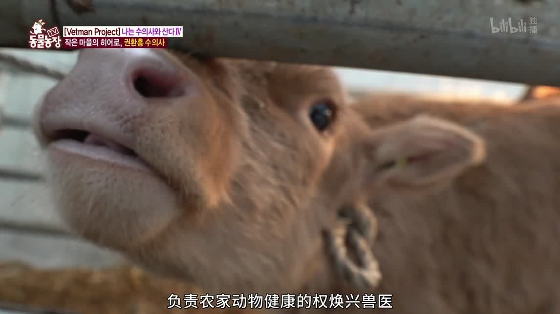 动物农场2020 中医院吉祥物